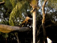 Florida - Tampa - Busch Gardens - Monkey